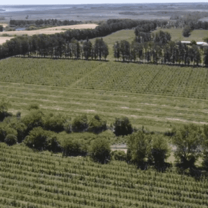 Campo Melilla - 78 Ha